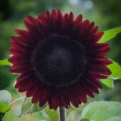 Sunflower 'Black Swan' Seeds