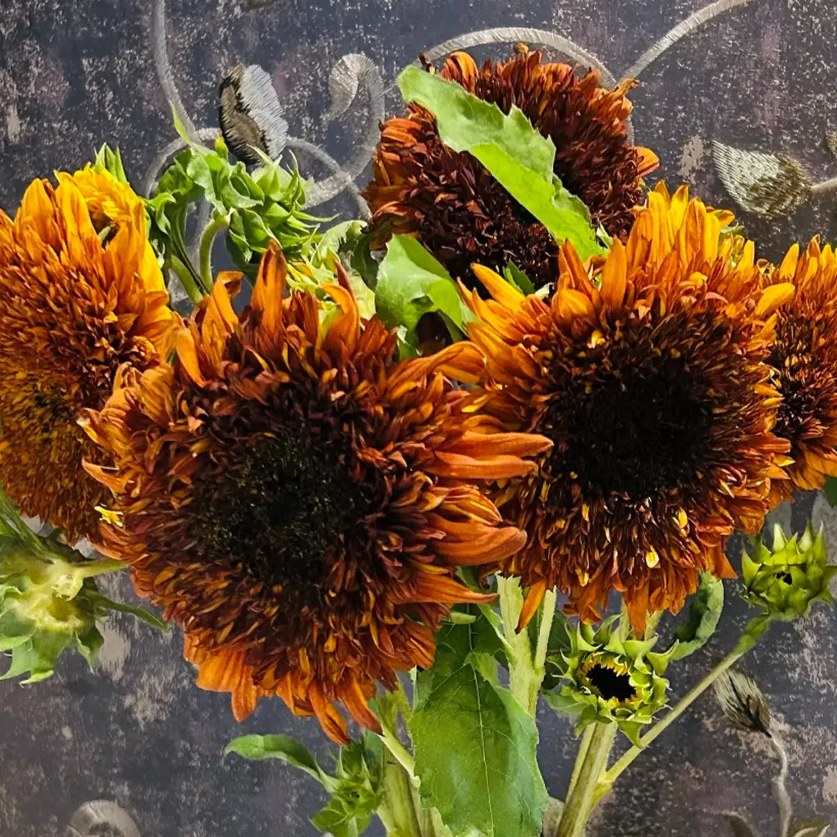 Sunflower 'Caramel Painted Teddy' Seeds
