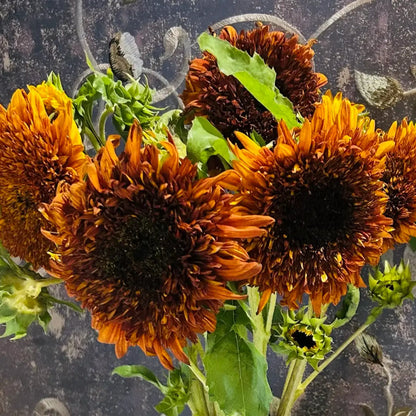 Sunflower 'Caramel Painted Teddy' Seeds