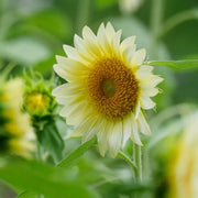 Sunflower 'Cream' Seeds