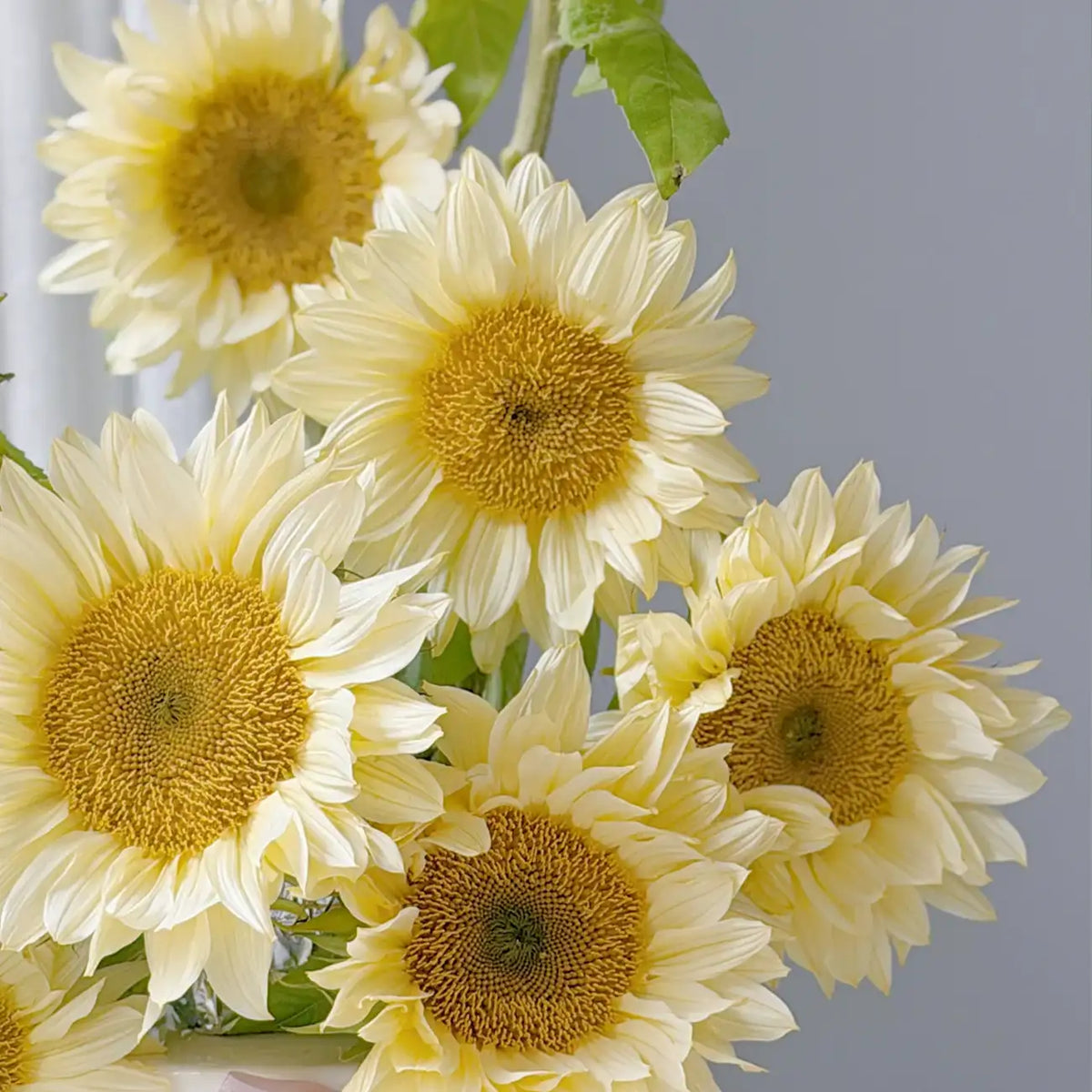 Sunflower 'Cream' Seeds