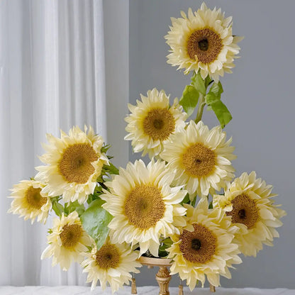 Sunflower 'Cream' Seeds