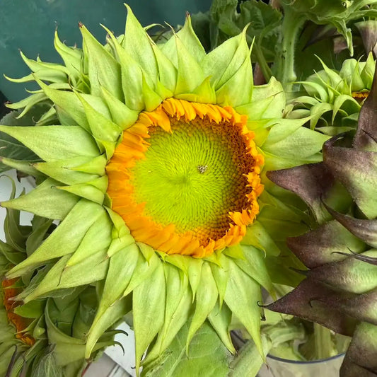 Sunflower 'Forest Heart' Seeds