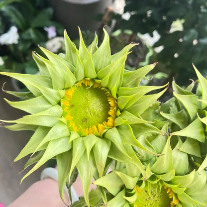 Sunflower 'Forest Heart' Seeds