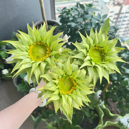 Sunflower 'Forest Heart' Seeds