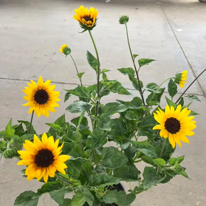 Sunflower 'Glory Days' Seeds
