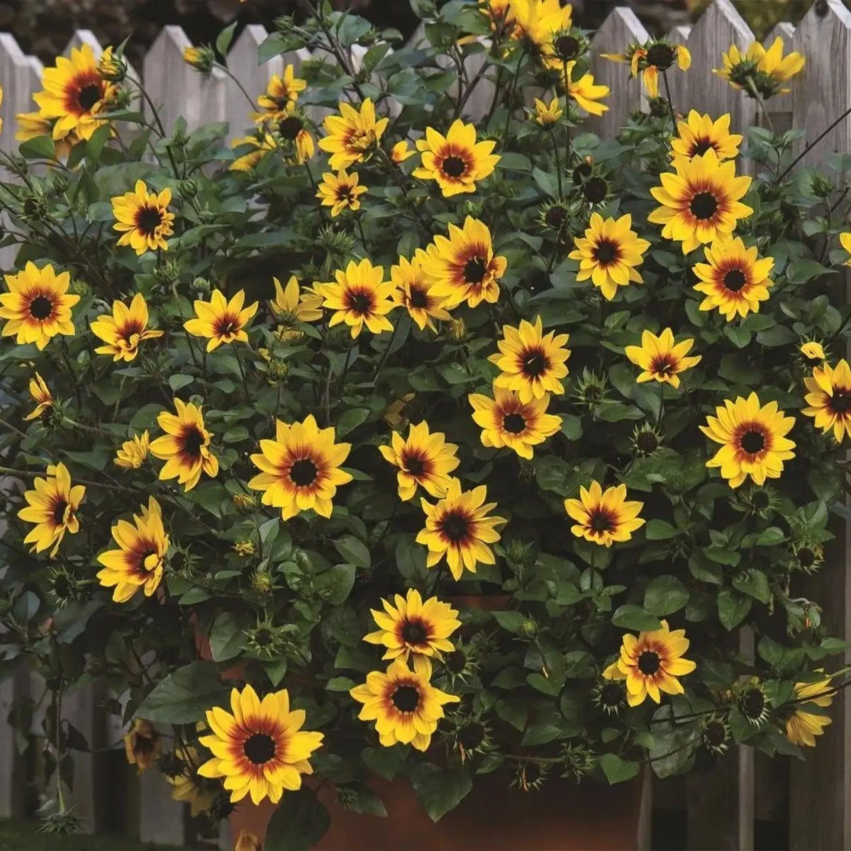 Sunflower 'Glory Days' Seeds