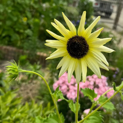Sunflower 'Italian White' Seeds