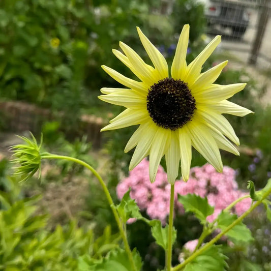 Sunflower 'Italian White' Seeds