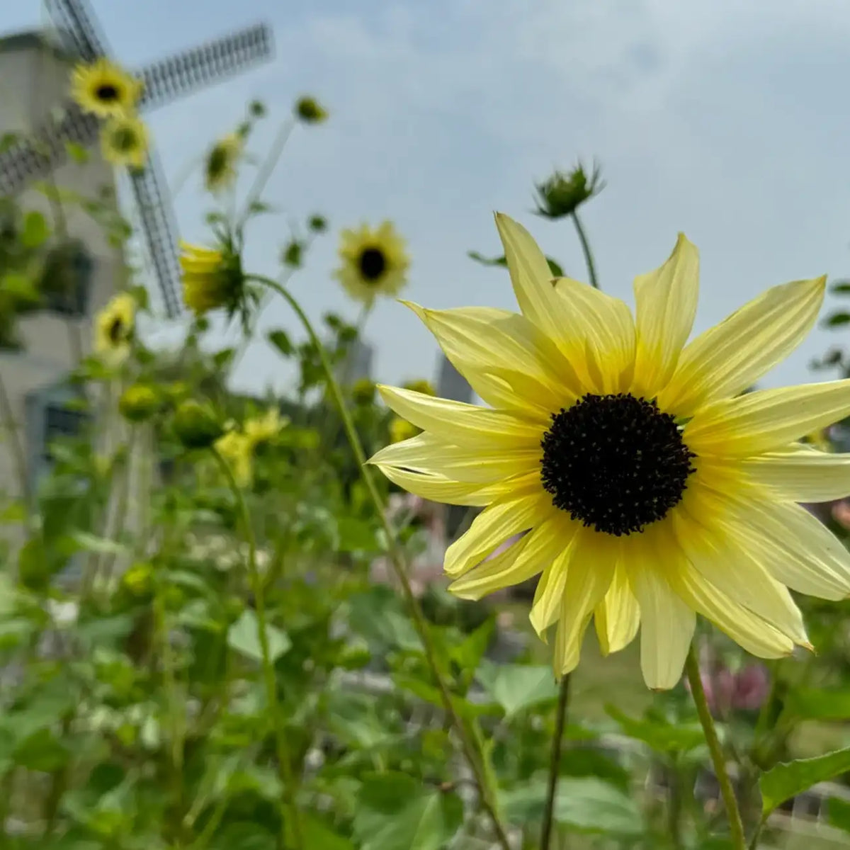 Sunflower 'Italian White' Seeds