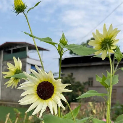 Sunflower 'Italian White' Seeds