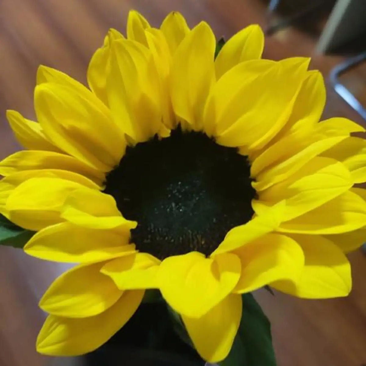 Sunflower 'Lemon Black Heart' Seeds