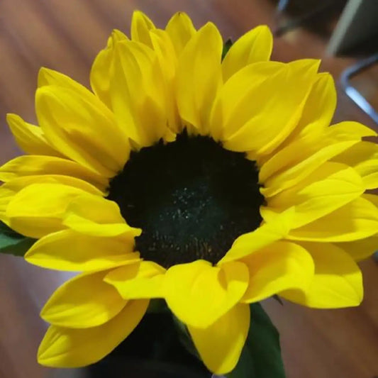 Sunflower 'Lemon Black Heart' Seeds