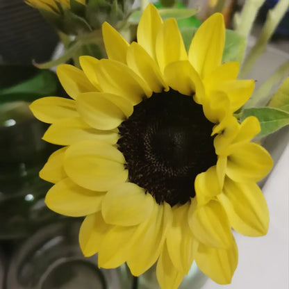 Sunflower 'Lemon Black Heart' Seeds