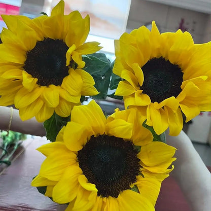 Sunflower 'Lemon Black Heart' Seeds