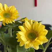Sunflower 'Lemon Green Heart' Seeds
