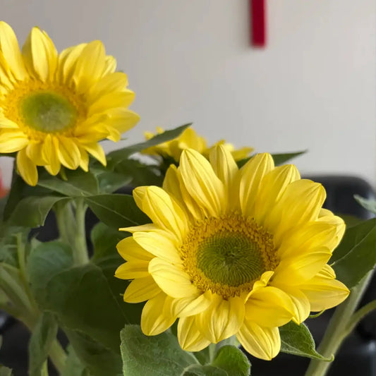 Sunflower 'Lemon Green Heart' Seeds