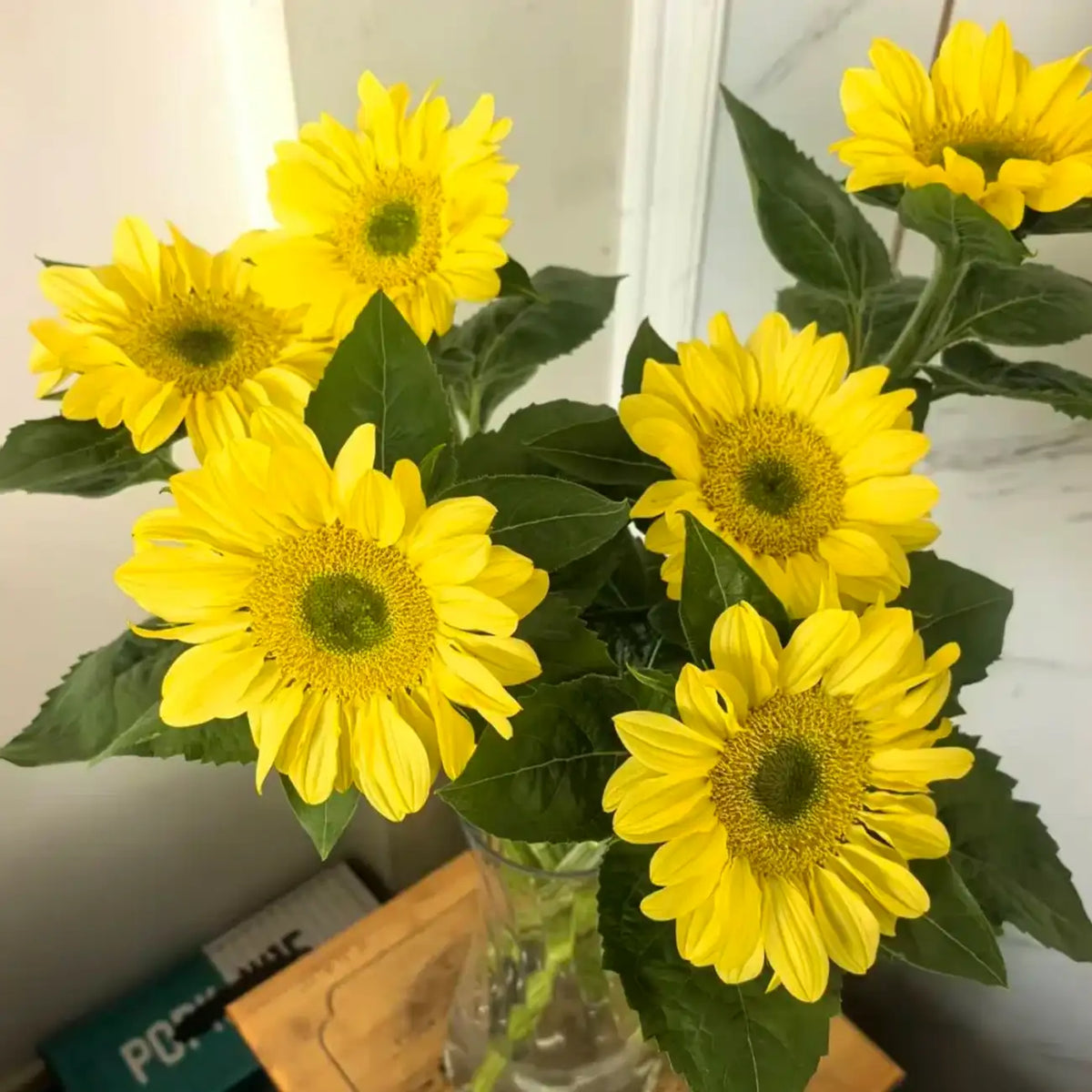 Sunflower 'Lemon Green Heart' Seeds