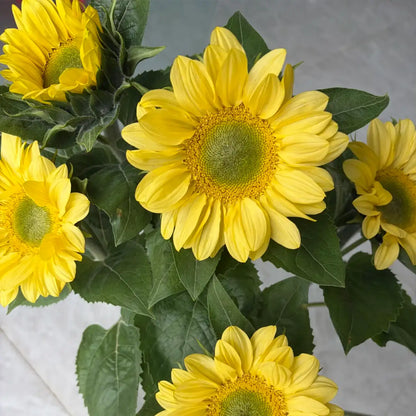Sunflower 'Lemon Green Heart' Seeds