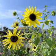 Sunflower 'Lemon Kid' Seeds