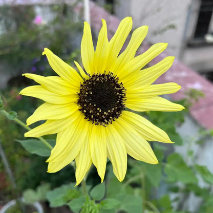 Sunflower 'Lemon Kid' Seeds