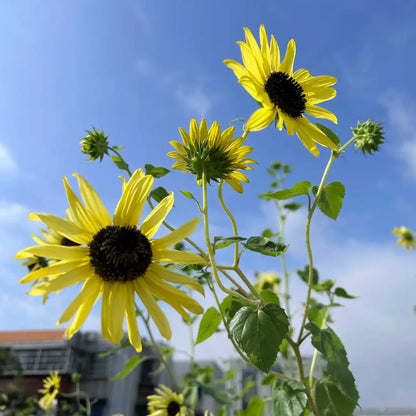 Sunflower 'Lemon Kid' Seeds