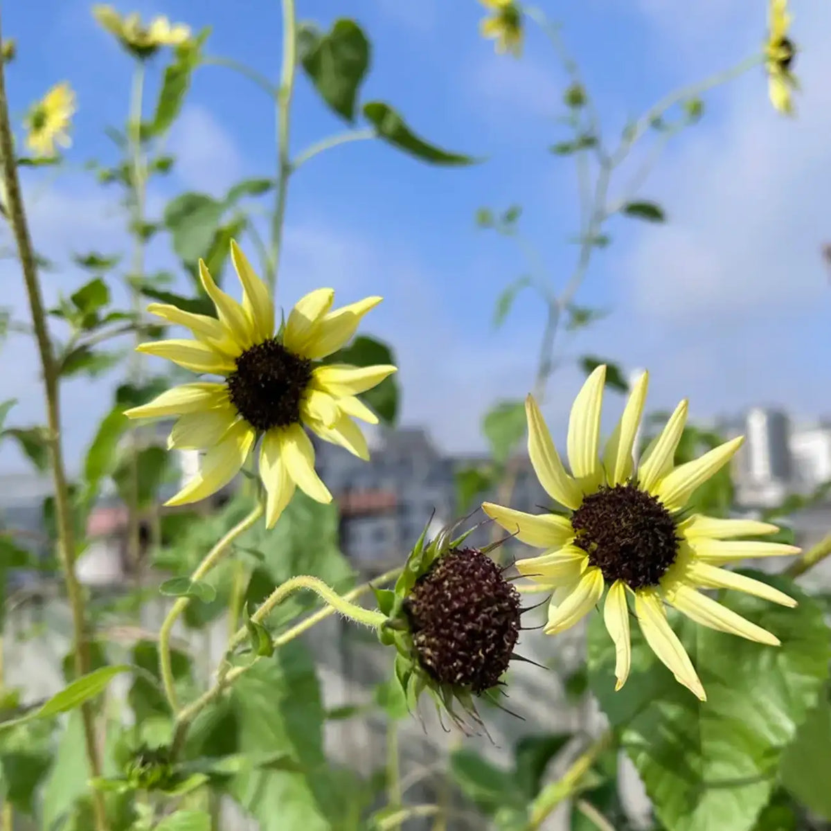 Sunflower 'Lemon Kid' Seeds