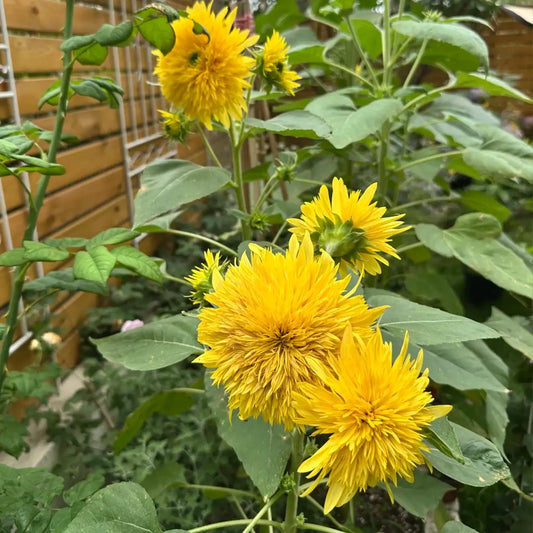 Sunflower 'Lemon Soda' Seeds