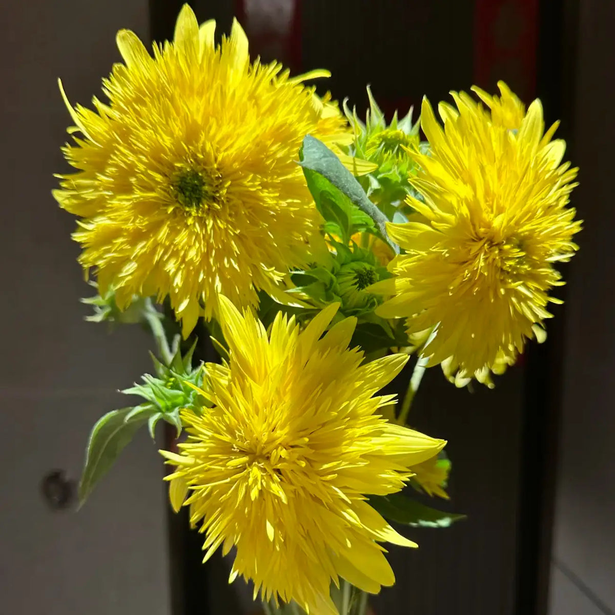 Sunflower 'Lemon Soda' Seeds