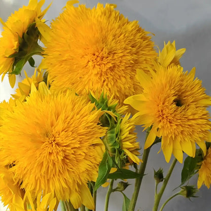Sunflower 'Lemon Soda' Seeds