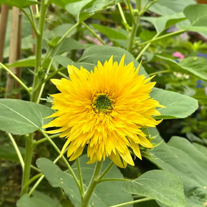 Sunflower 'Lemon Soda' Seeds