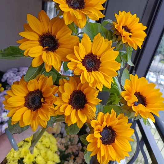 Sunflower 'Little Sun' Seeds