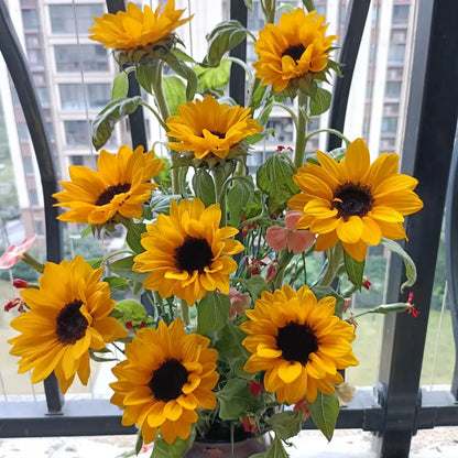 Sunflower 'Little Sun' Seeds