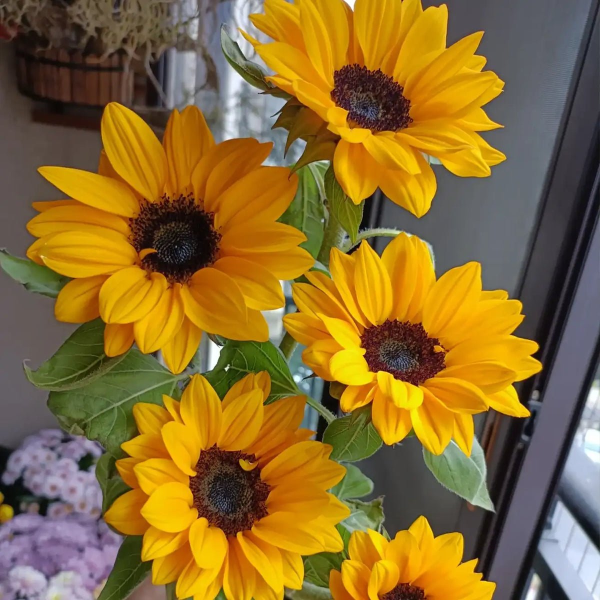 Sunflower 'Little Sun' Seeds