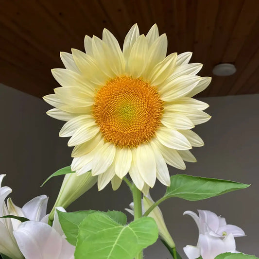 Sunflower 'Moon Glow' Seeds