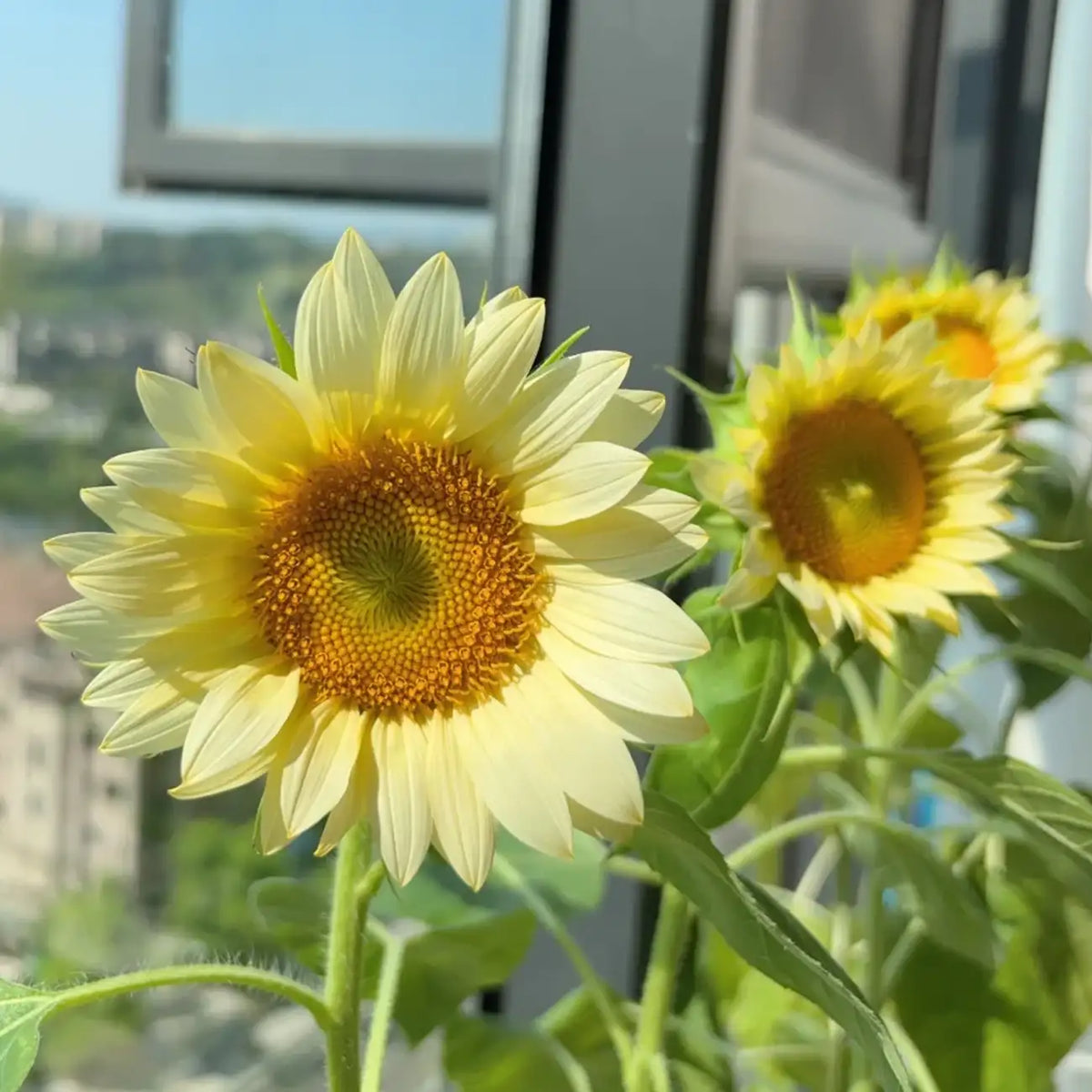 Sunflower 'Moon Glow' Seeds