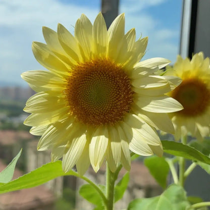 Sunflower 'Moon Glow' Seeds