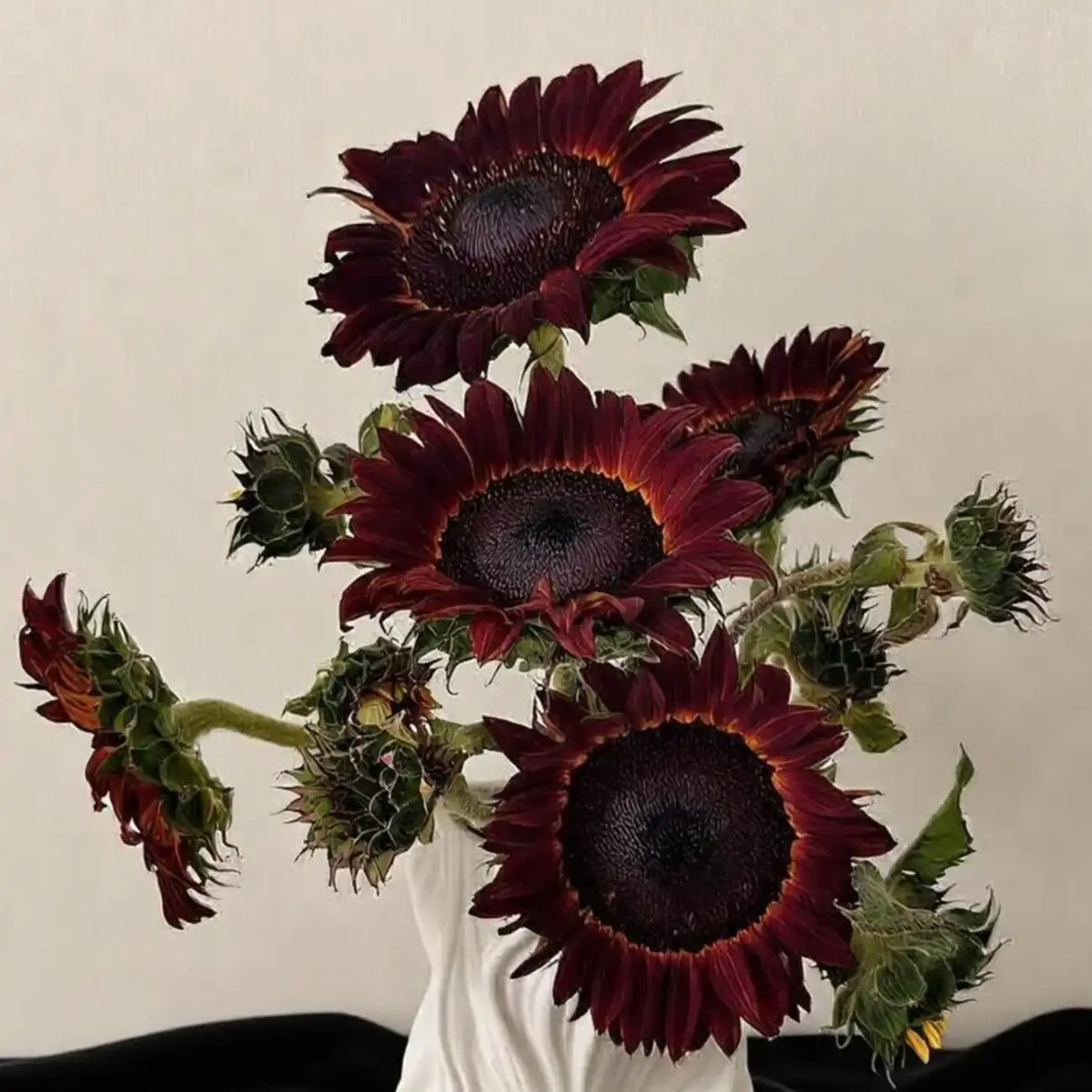 Sunflower 'Painted' Seeds