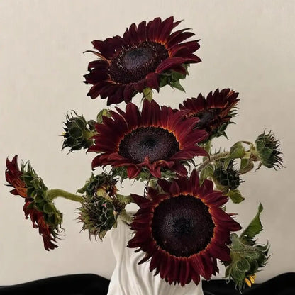 Sunflower 'Painted' Seeds