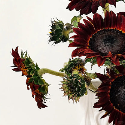 Sunflower 'Painted' Seeds