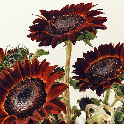 Sunflower 'Painted' Seeds