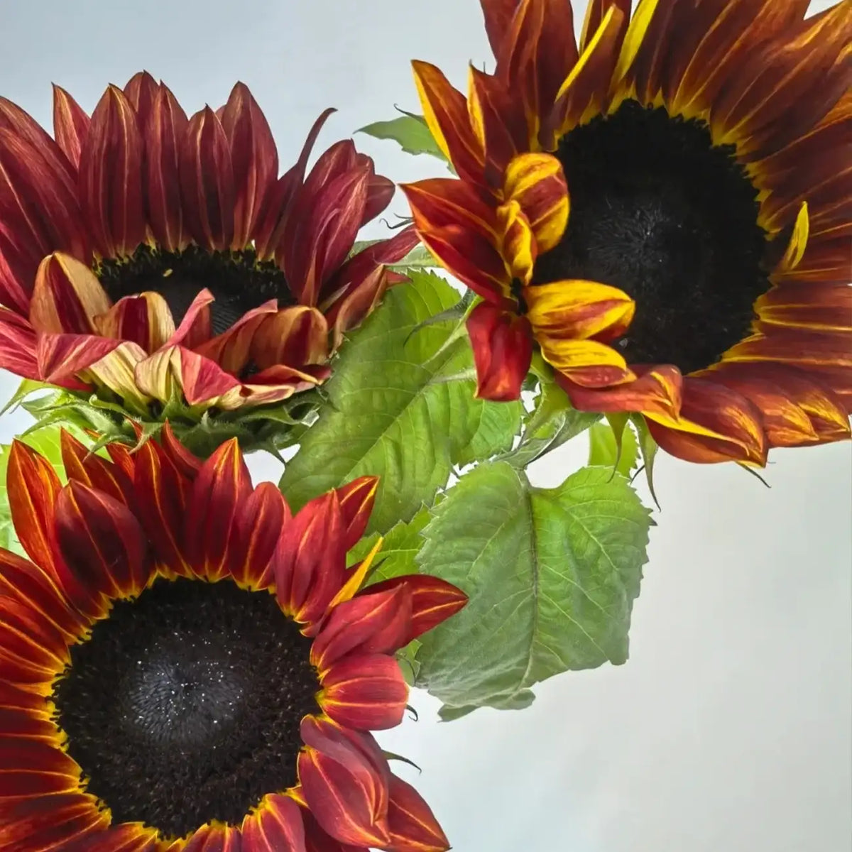 Sunflower 'Painted' Seeds