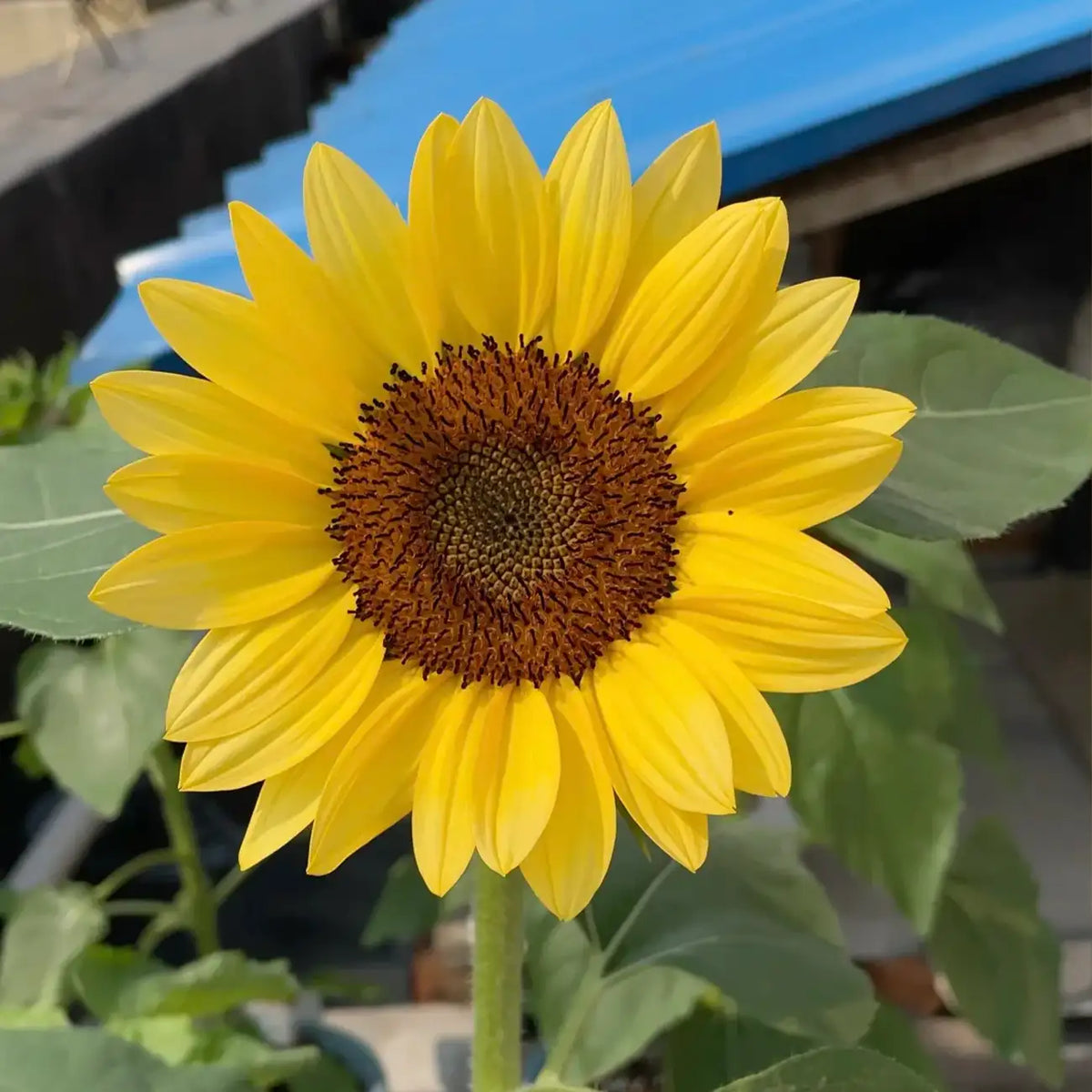 Sunflower 'Plant Peach' Seeds