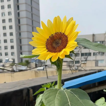 Sunflower 'Plant Peach' Seeds