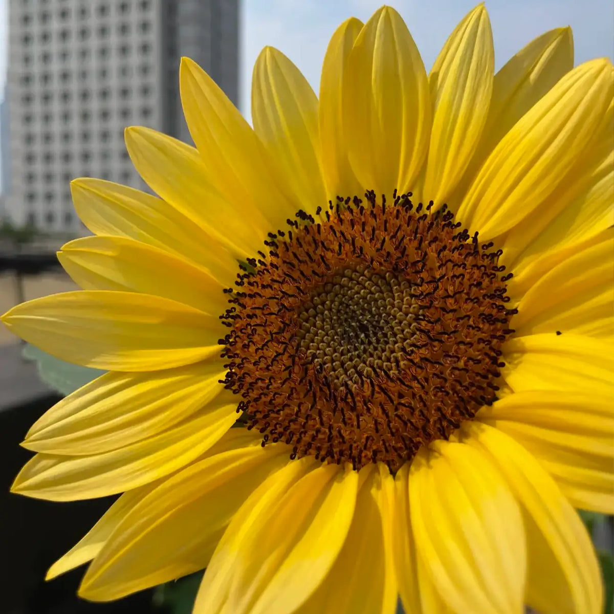 Sunflower 'Plant Peach' Seeds