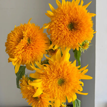 Sunflower 'Teddy Bear' Seeds