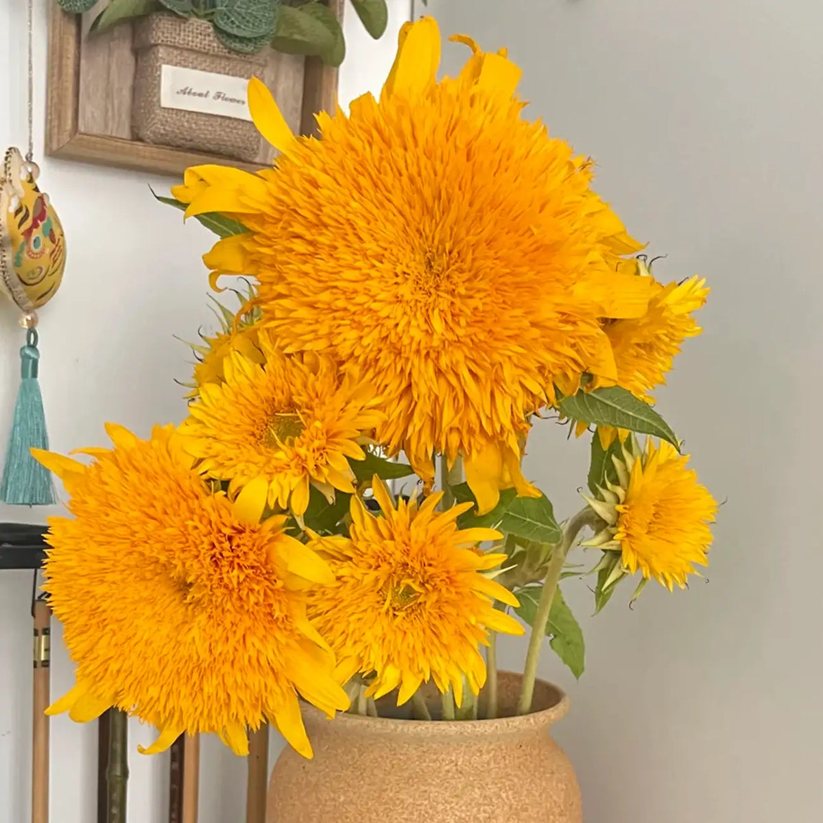 Sunflower 'Teddy Bear' Seeds