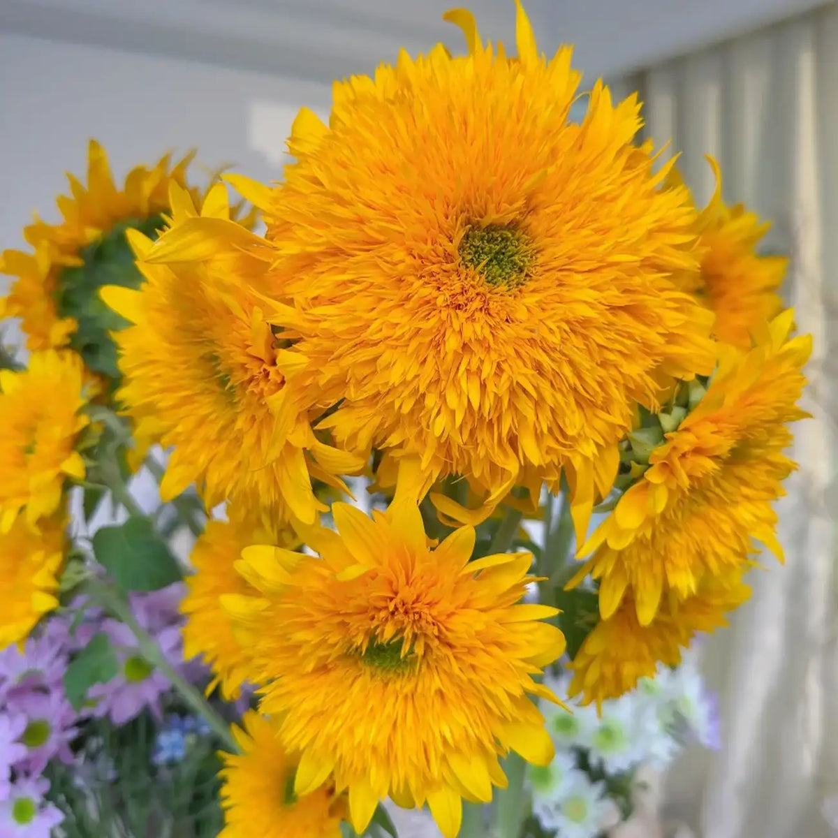 Sunflower 'Teddy Bear' Seeds