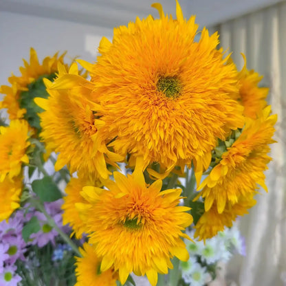 Sunflower 'Teddy Bear' Seeds