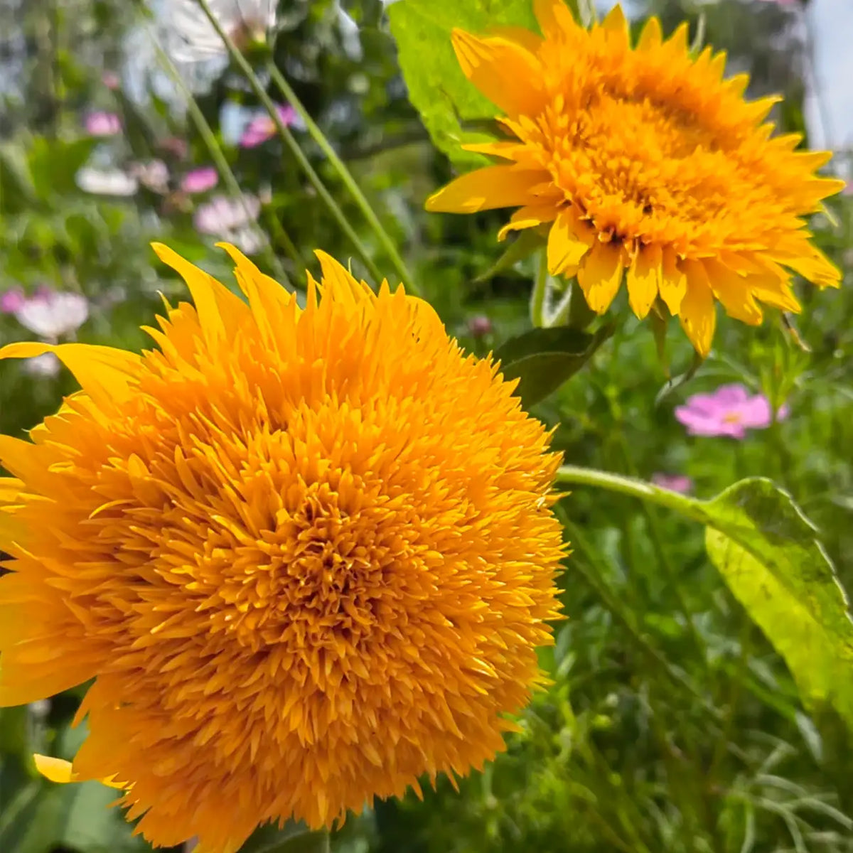 Sunflower 'Toy Bear' Seeds